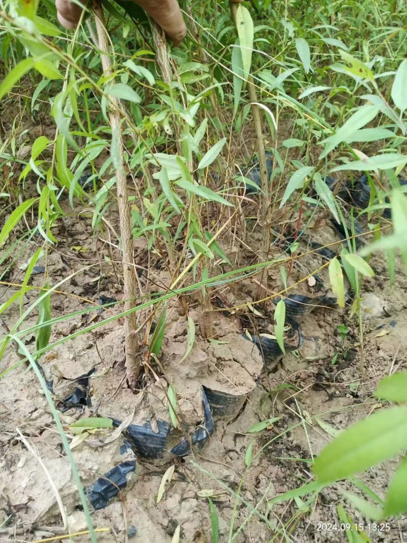 营养杯山桃