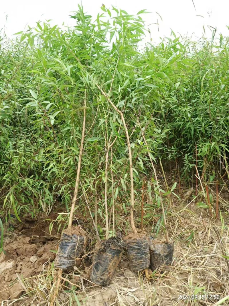 营养杯山桃