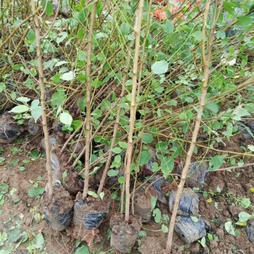 营养杯山杏