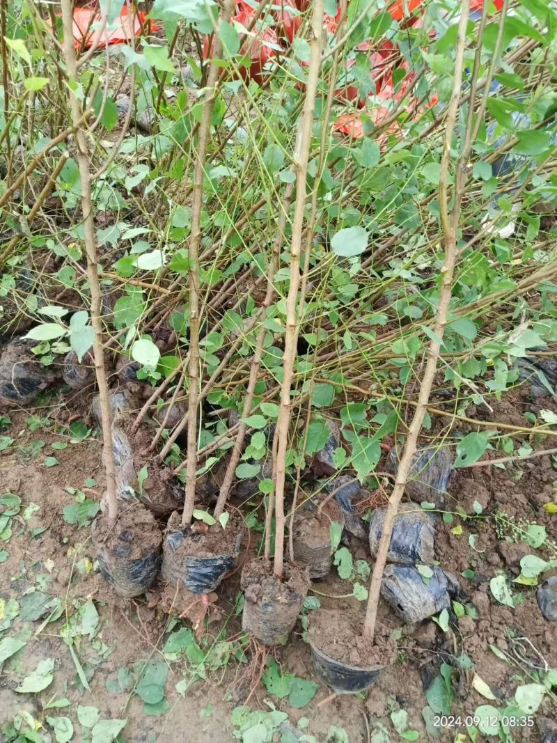 营养杯山杏