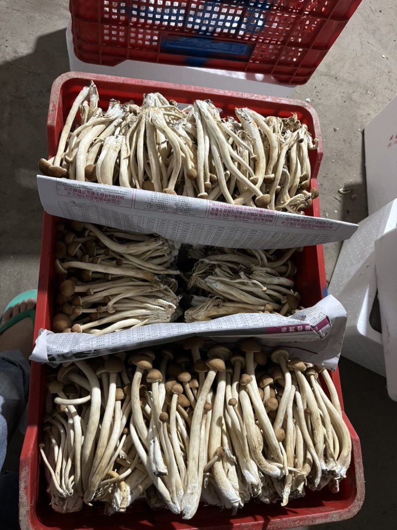 茶树菇