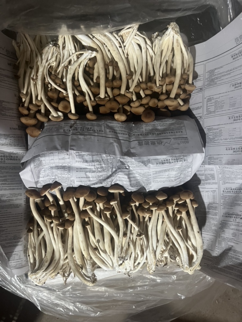 茶树菇