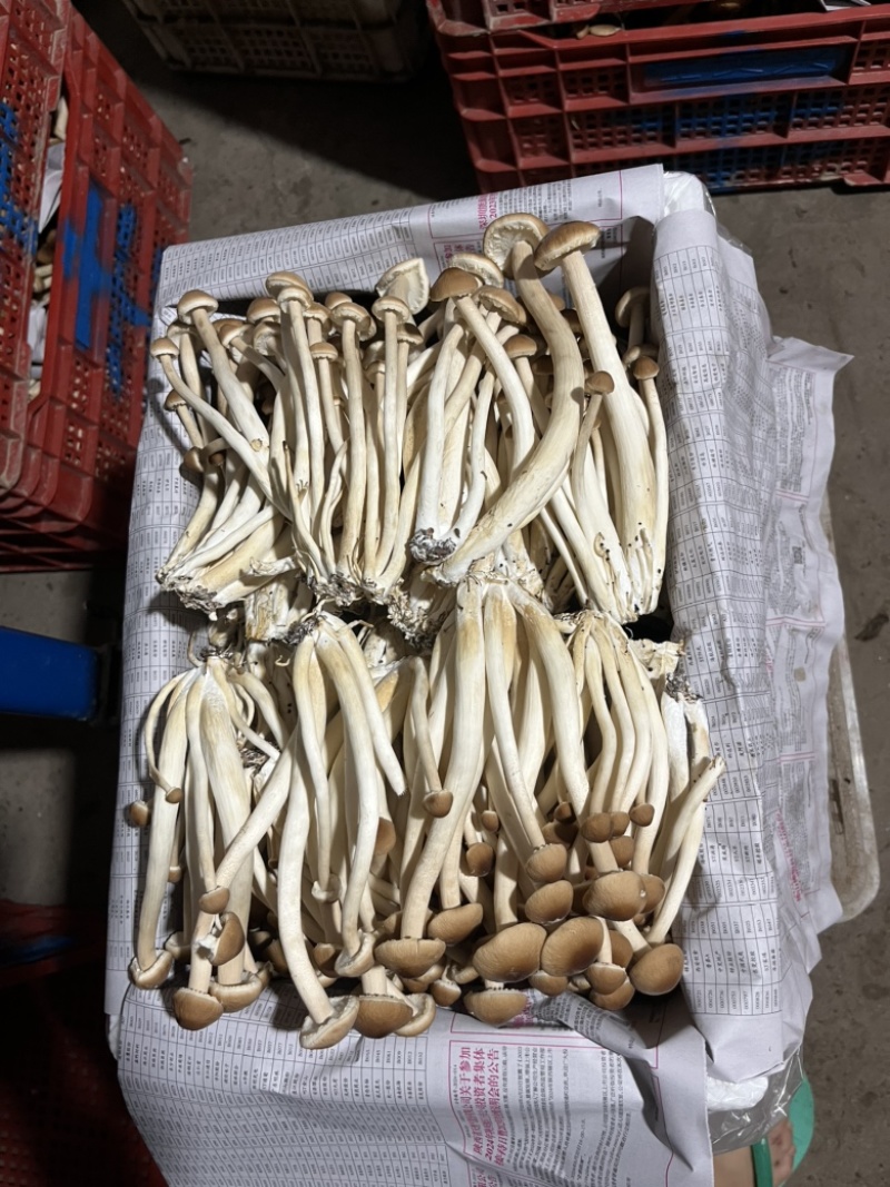 茶树菇