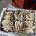 茶树菇