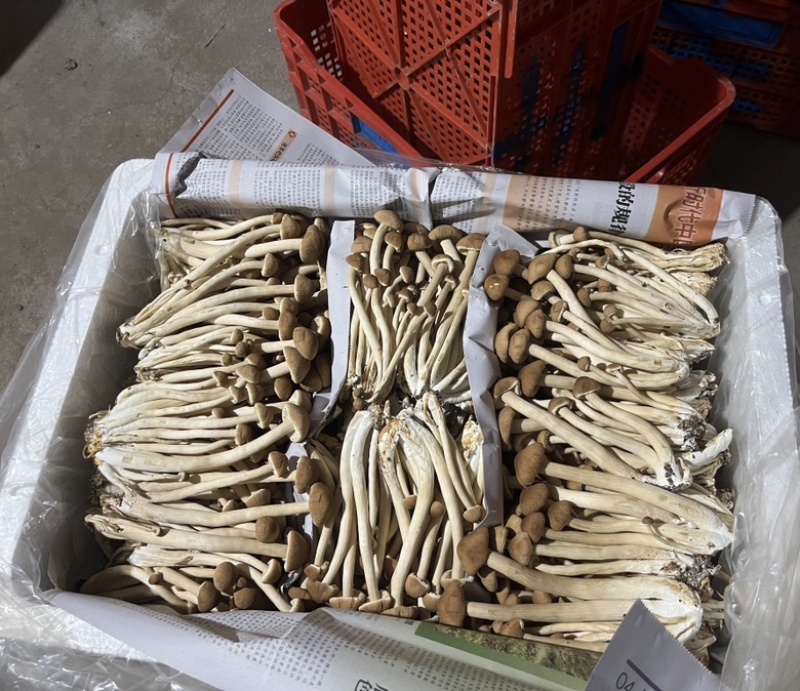 茶树菇