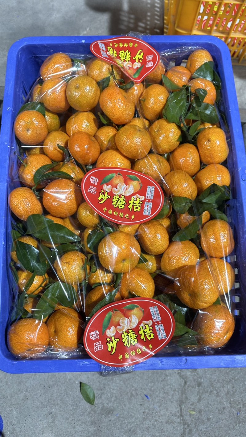 广西平南县沙糖桔大量上市，欢迎市场大亨，供应链平台，电商