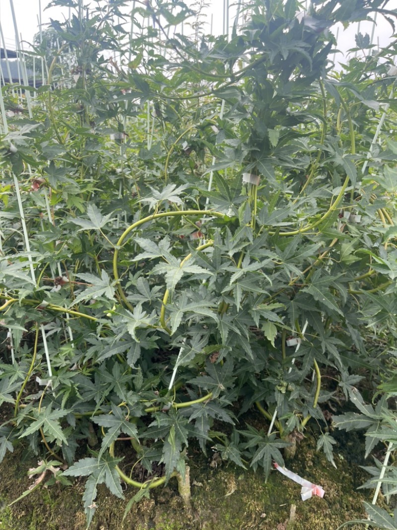 青流泉造型小苗侧枝多形状好成活率高基地直发