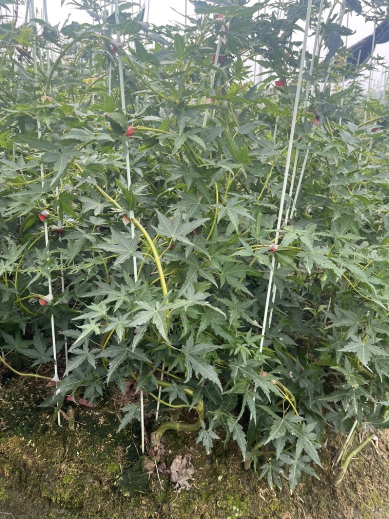 青流泉造型小苗侧枝多形状好成活率高基地直发