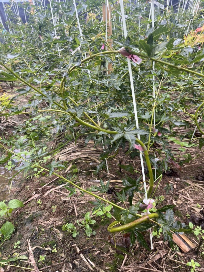 青流泉造型小苗侧枝多形状好成活率高基地直发