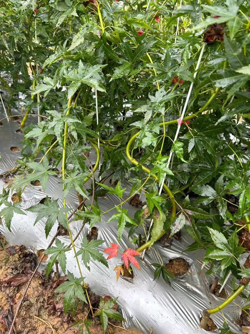 青流泉造型小苗侧枝多形状好成活率高基地直发