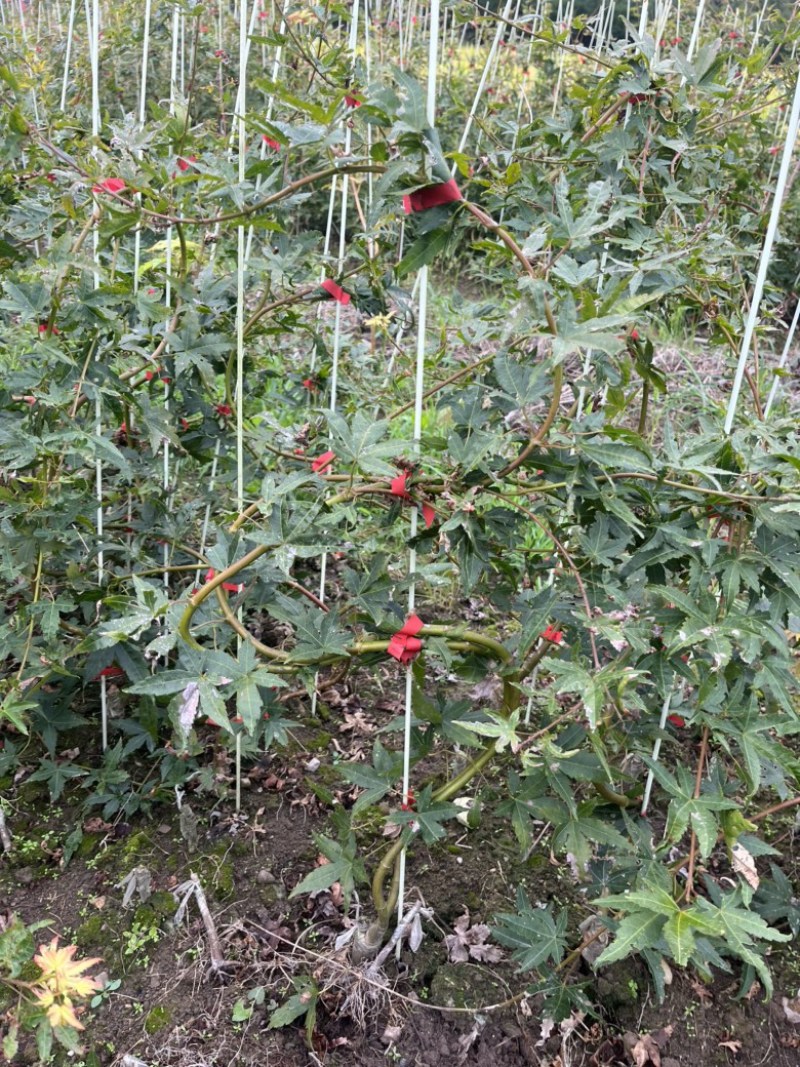 青流泉造型小苗侧枝多形状好成活率高基地直发