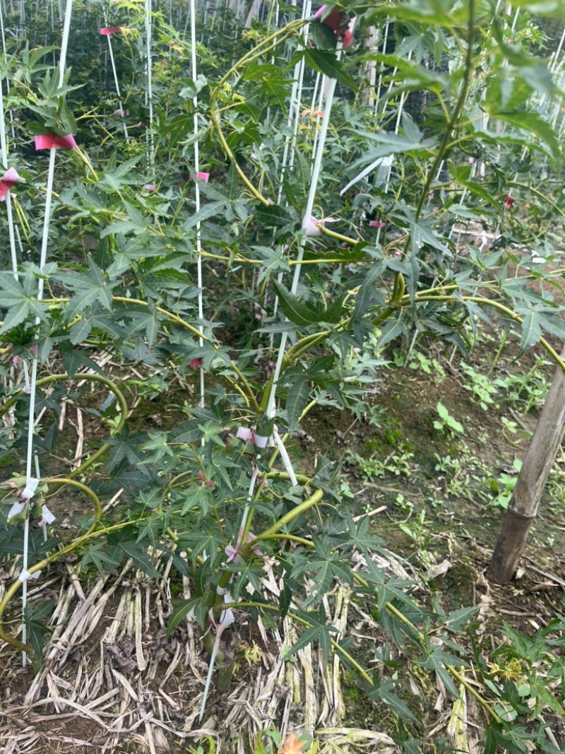 青流泉造型小苗侧枝多形状好成活率高基地直发