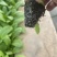 精品秋冬耐寒油麦菜苗