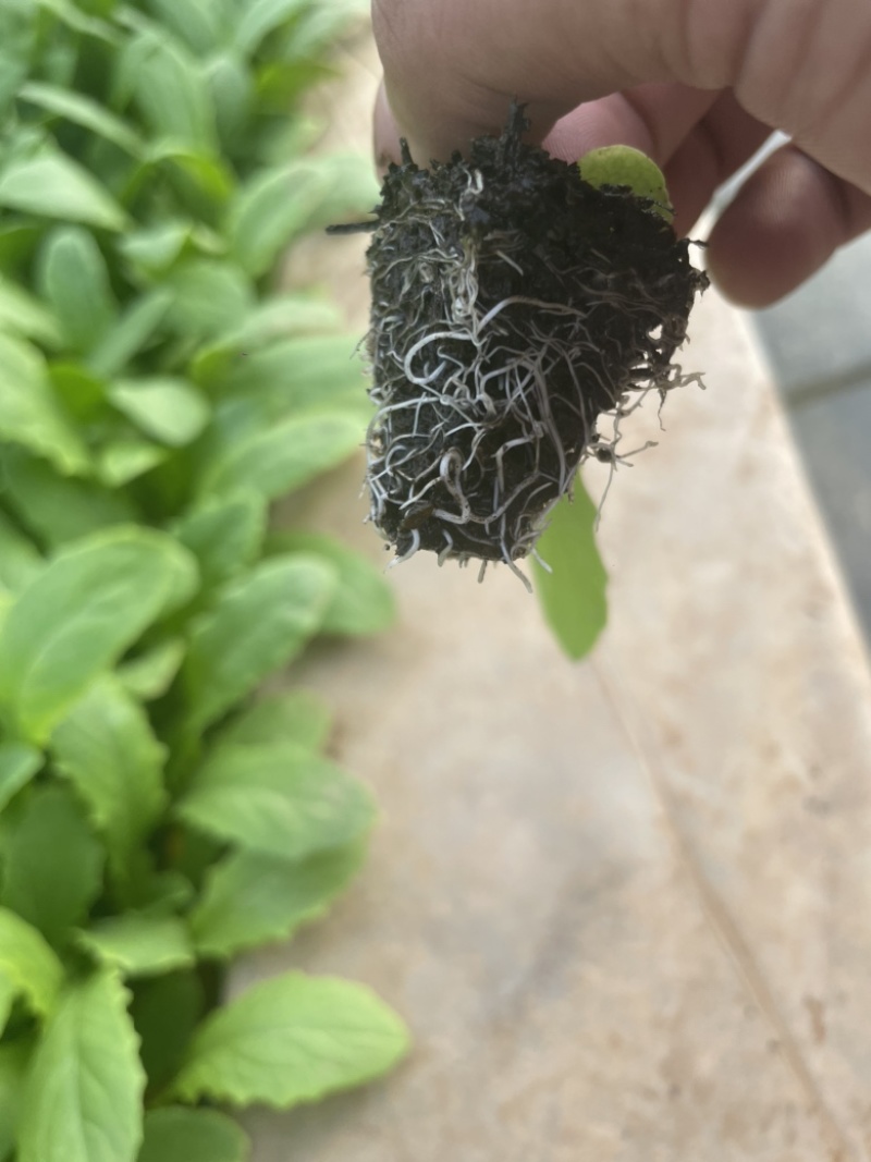 精品秋冬耐寒油麦菜苗