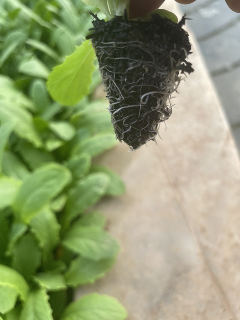 精品秋冬耐寒油麦菜苗