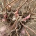 淫羊藿种苗基地直销甘肃省陇南市发货中药材种苗优选健康新鲜