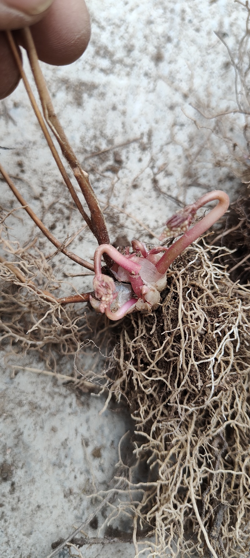 淫羊藿种苗基地直销甘肃省陇南市发货中药材种苗优选健康新鲜