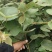 大量猕猴桃实生苗出售以可以开始出土，有需要的老板前来采购