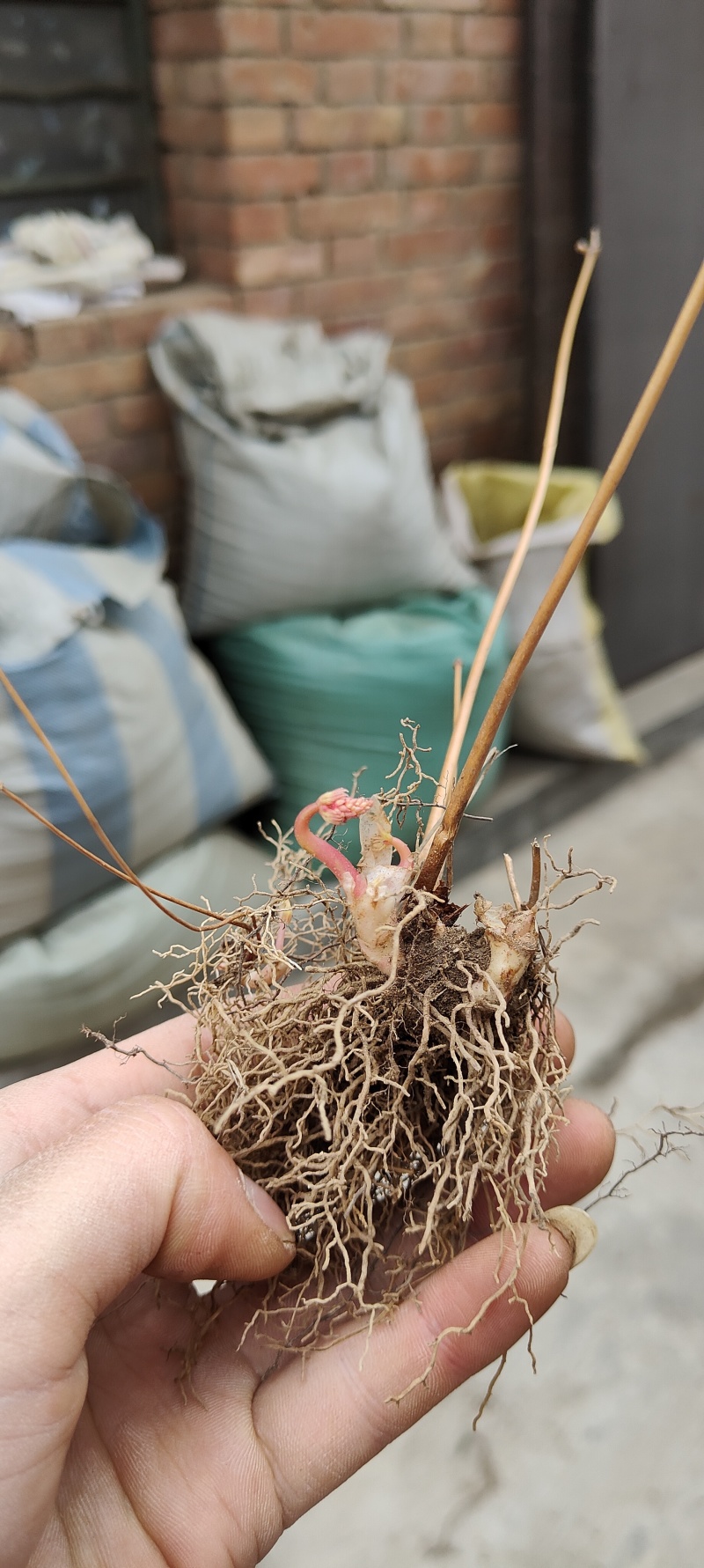 淫羊藿种苗基地直销甘肃省陇南市发货中药材种苗优选健康新鲜