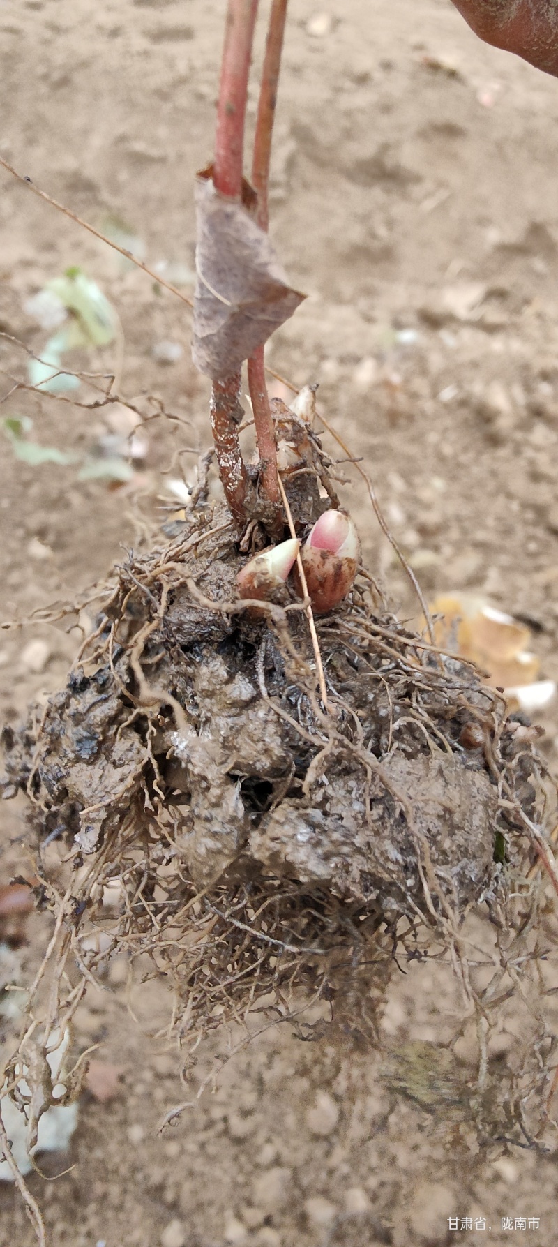 淫羊藿种苗基地直销甘肃省陇南市发货中药材种苗优选健康新鲜