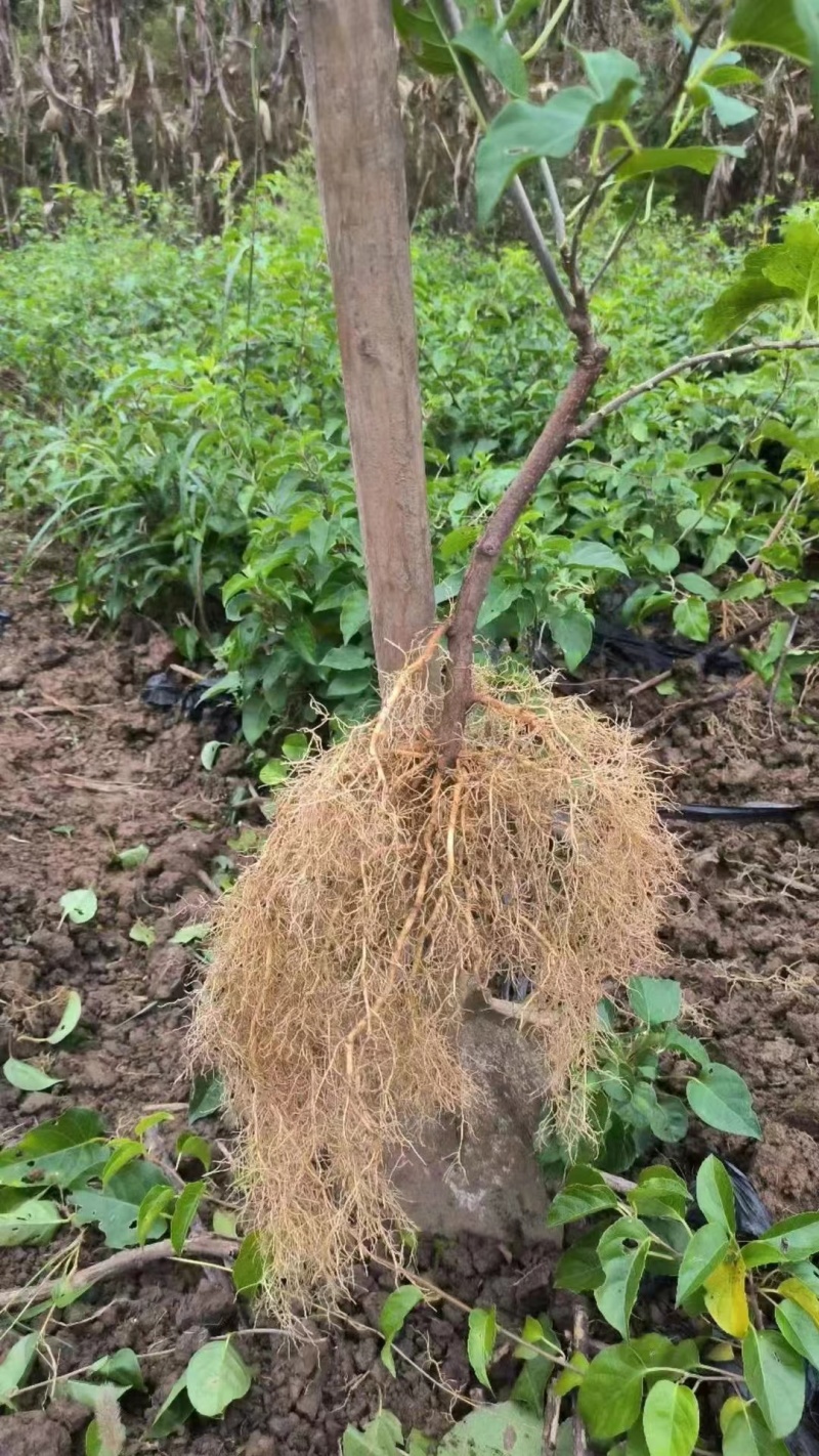 湖南湘西水杨桃苗大量现货出售，包存活，规格齐全，欢迎电联