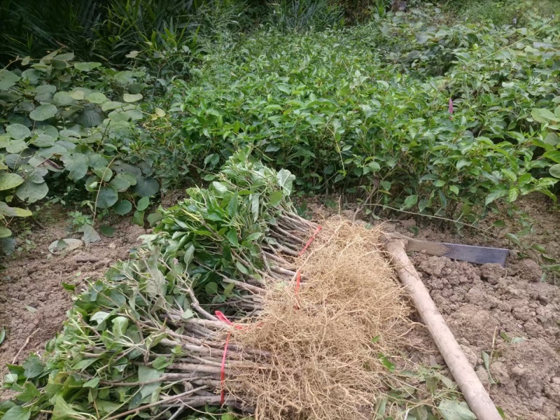 湖南湘西水杨桃苗大量现货出售，包存活，规格齐全，欢迎电联