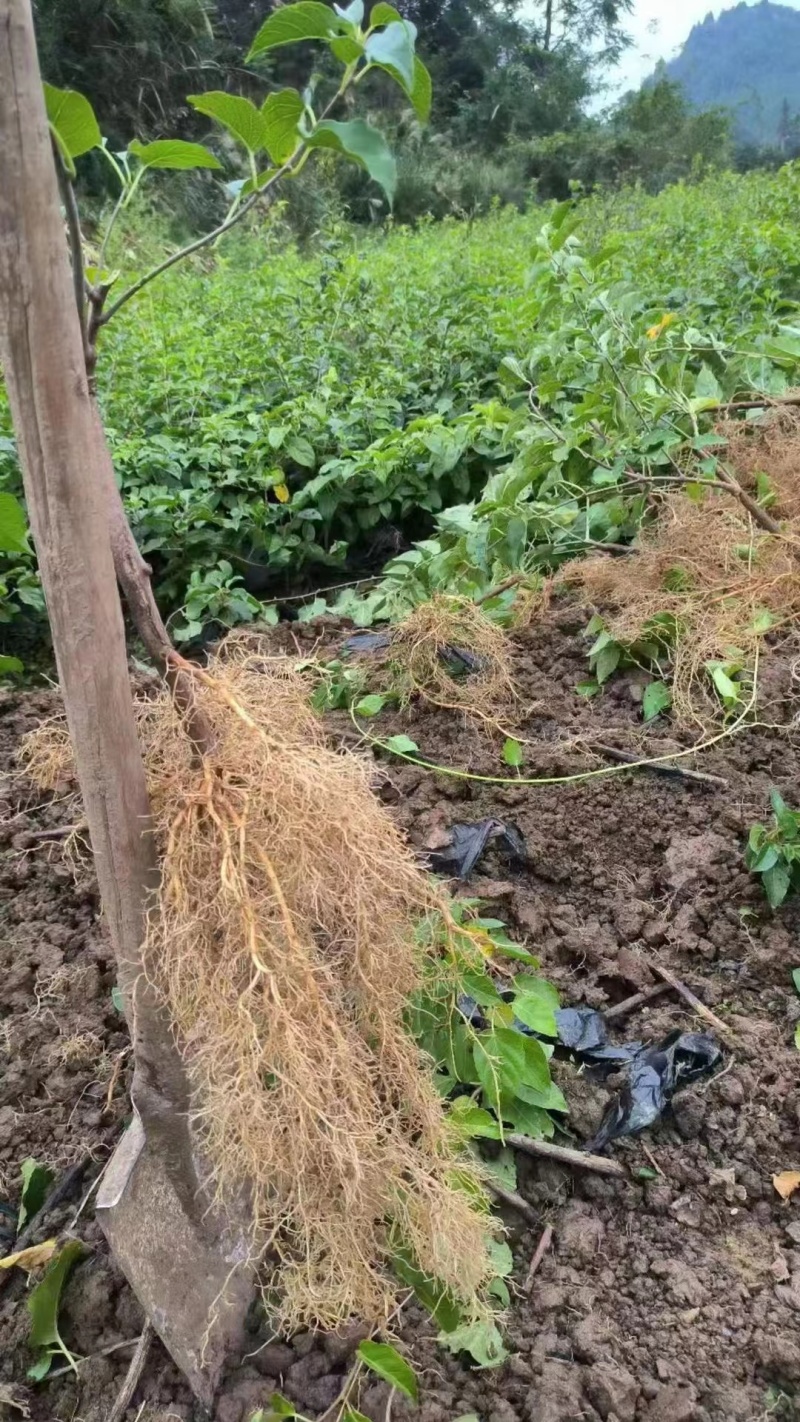 湖南湘西水杨桃苗大量现货出售，包存活，规格齐全，欢迎电联