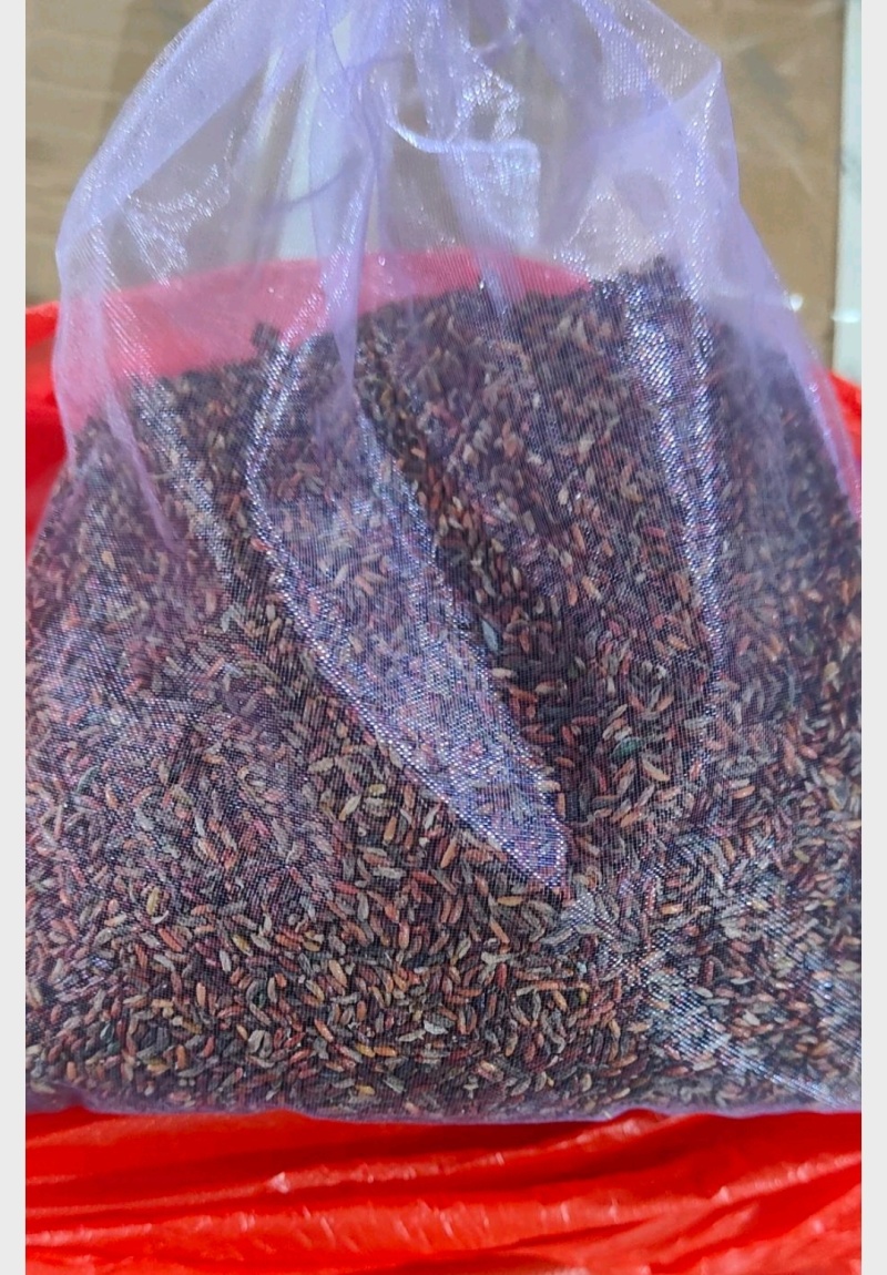 甘肃礼县地道药材高含量小圆叶淫羊藿种子直供