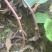 猕猴桃苗，规格齐全，大量现货出售，欢迎来电洽谈更优惠