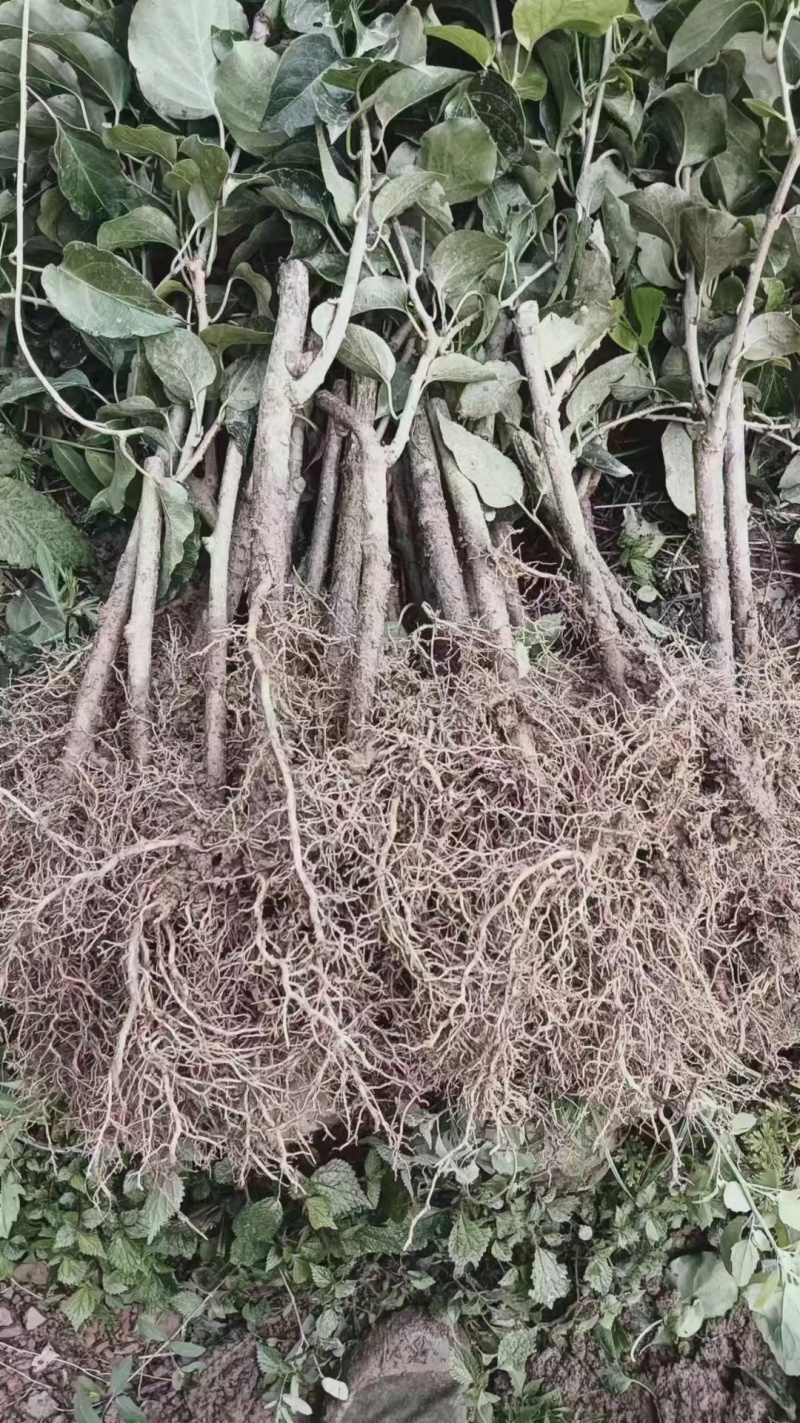猕猴桃苗，规格齐全，大量现货出售，欢迎来电洽谈更优惠