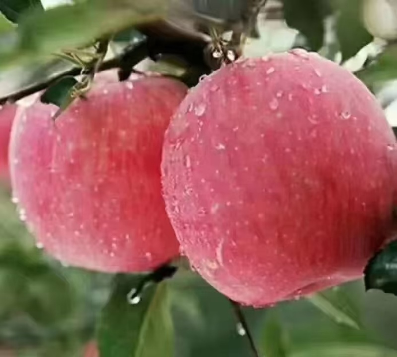 甘肃冰糖心红富士苹果