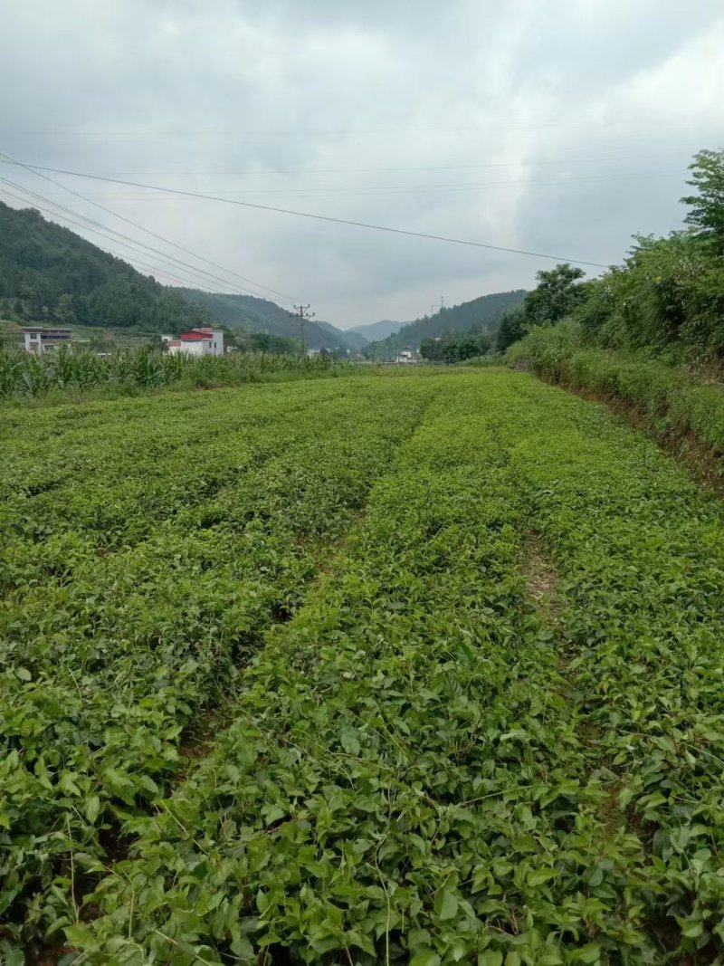 猕猴桃苗一手货源，基地直供规格齐全，量大从优，代发全国