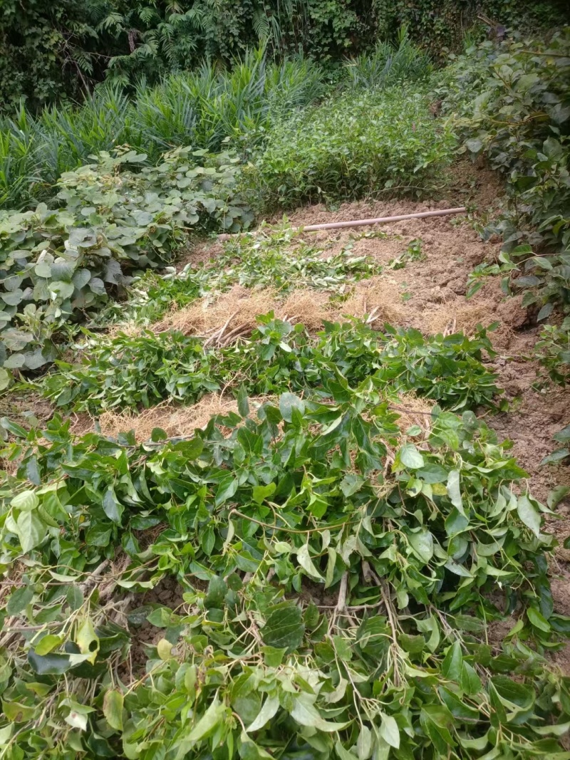 猕猴桃苗一手货源，基地直供规格齐全，量大从优，代发全国