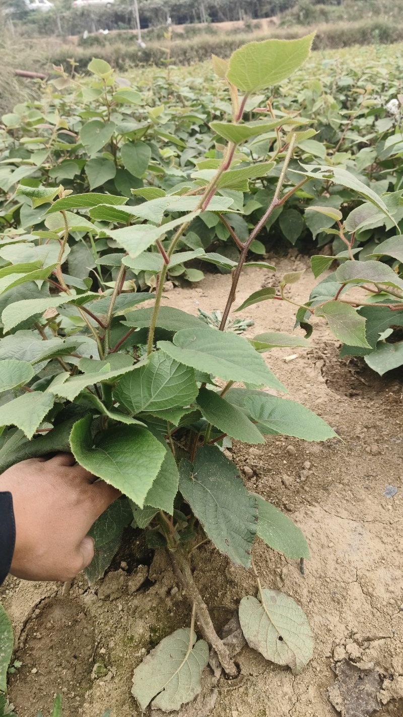 猕猴桃苗一手货源，基地直供规格齐全，量大从优，代发全国