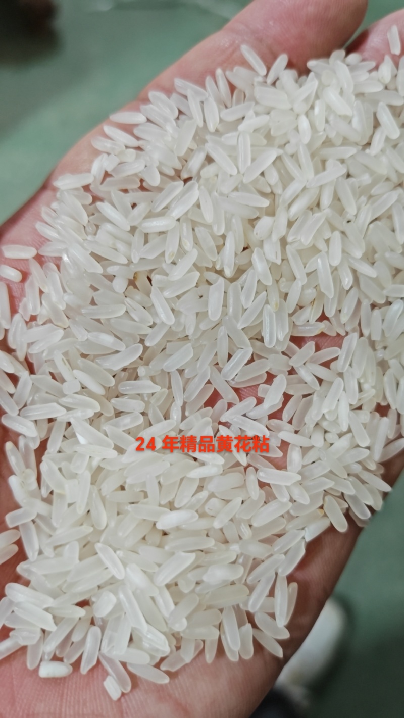 【热卖中】25年黄花粘支持视频看货量大价优诚信经营