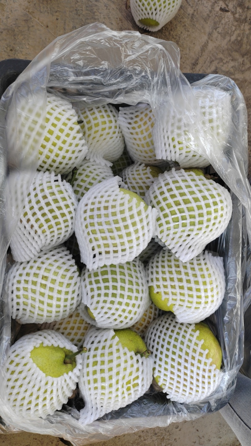 蜂糖梨