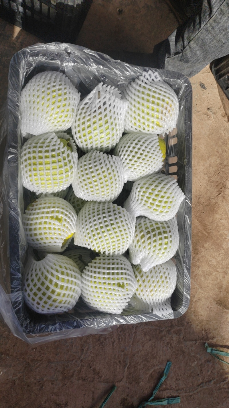 蜂糖梨