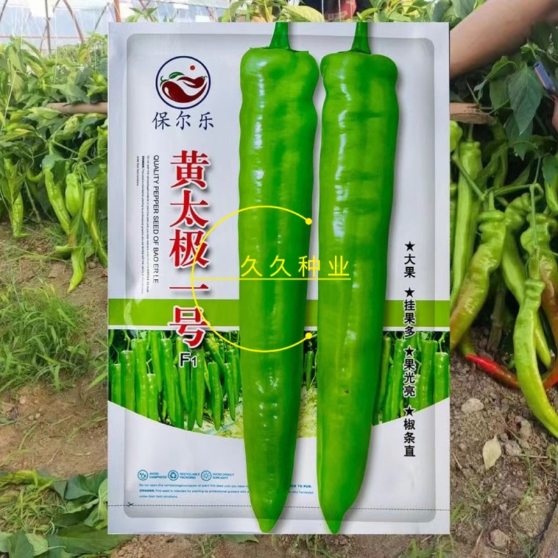 黄太极一号辣椒种子大果黄绿皮尖椒种籽中早熟长条羊角椒种籽
