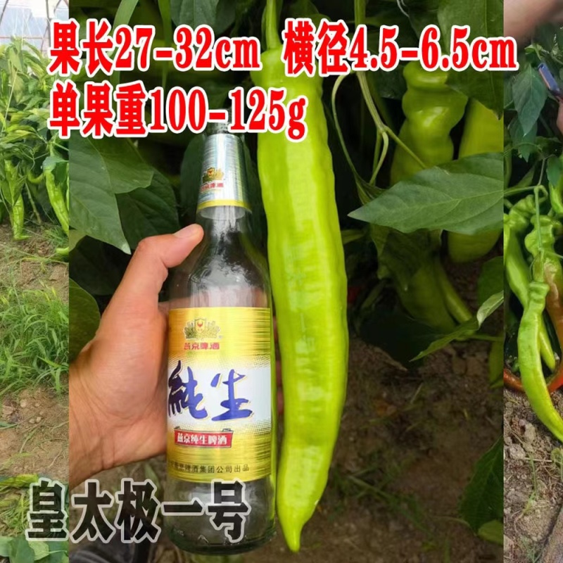 黄太极一号辣椒种子大果黄绿皮尖椒种籽中早熟长条羊角椒种籽