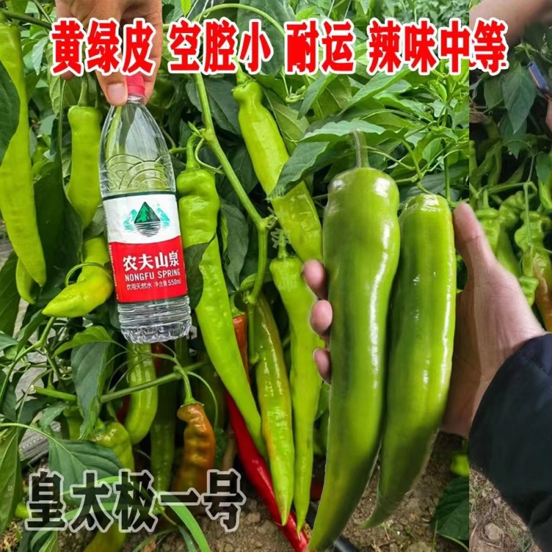 黄太极一号辣椒种子大果黄绿皮尖椒种籽中早熟长条羊角椒种籽