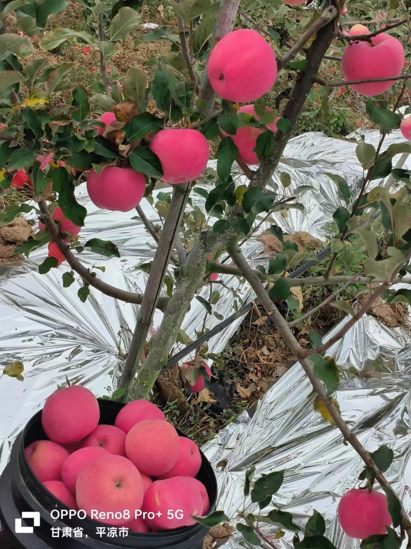 甘肃万顺禾灵台县瑞阳苹果