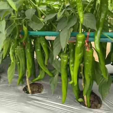 萧新辣美人辣椒种子小尖椒种籽早熟干鲜两用基地专用蔬菜