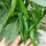 萧新辣美人辣椒种子小尖椒种籽早熟干鲜两用基地专用蔬菜