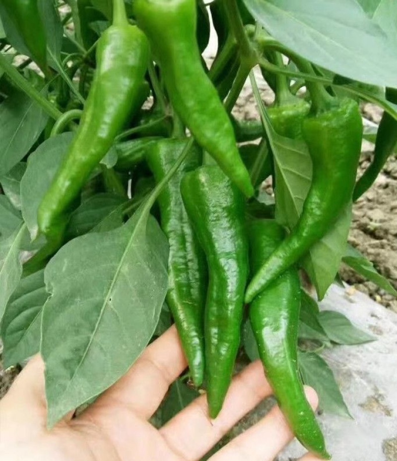 萧新辣美人辣椒种子小尖椒种籽早熟干鲜两用基地专用蔬菜