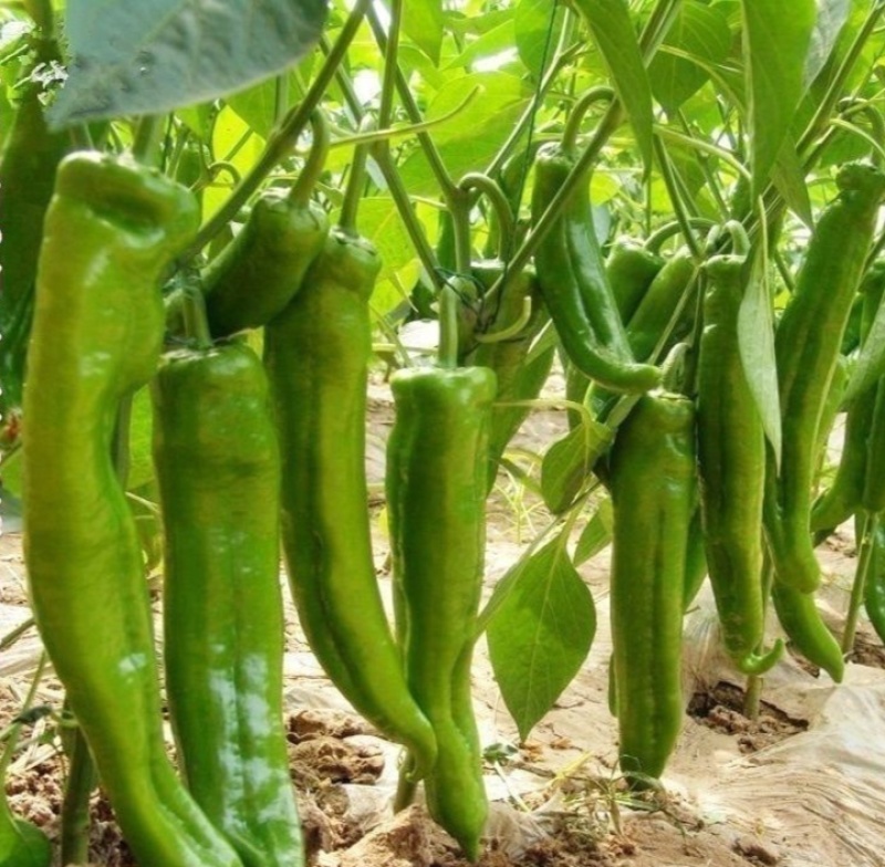 萧新辣美人辣椒种子小尖椒种籽早熟干鲜两用基地专用蔬菜