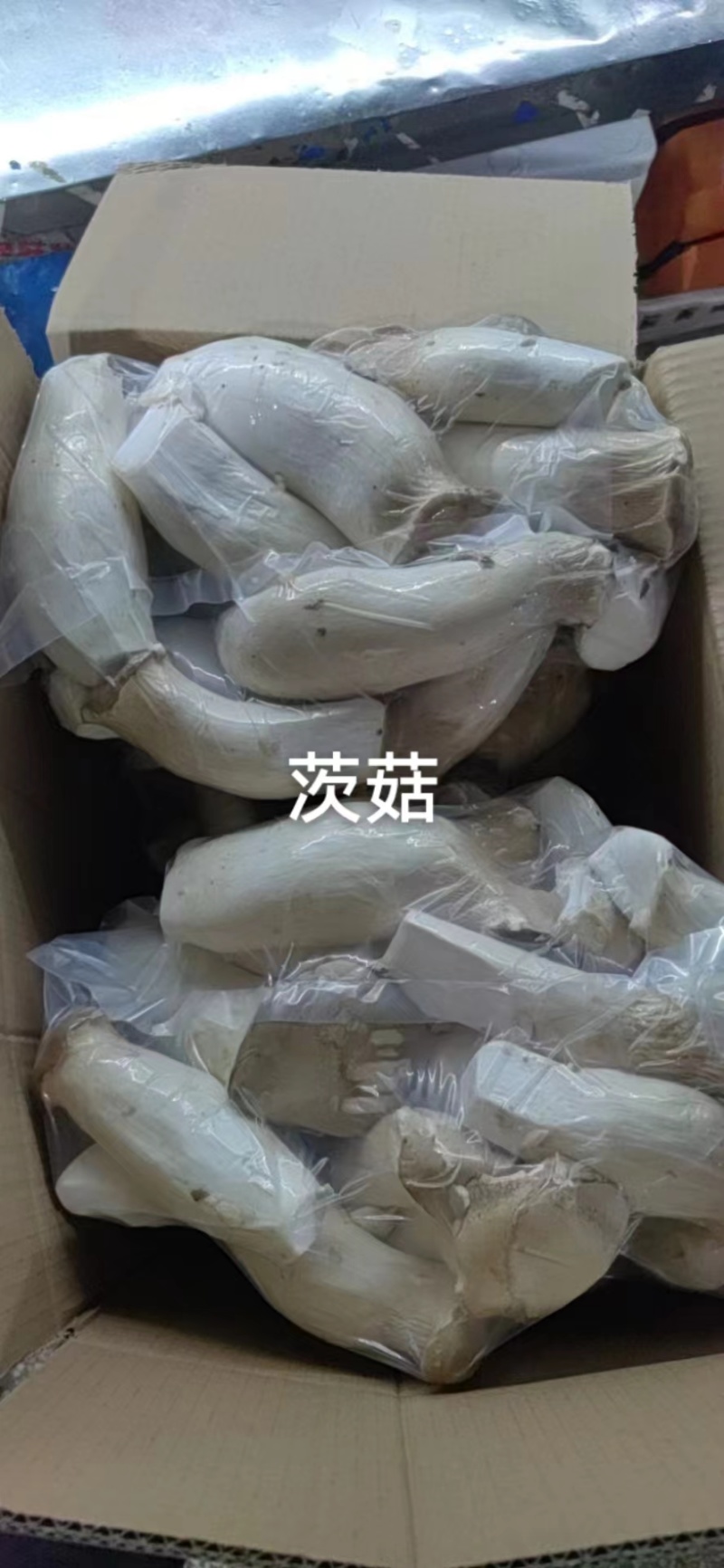 杏苞菇