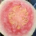 红心芭乐*红宝石芭乐*超甜芭乐*精品芭乐*精品番石榴