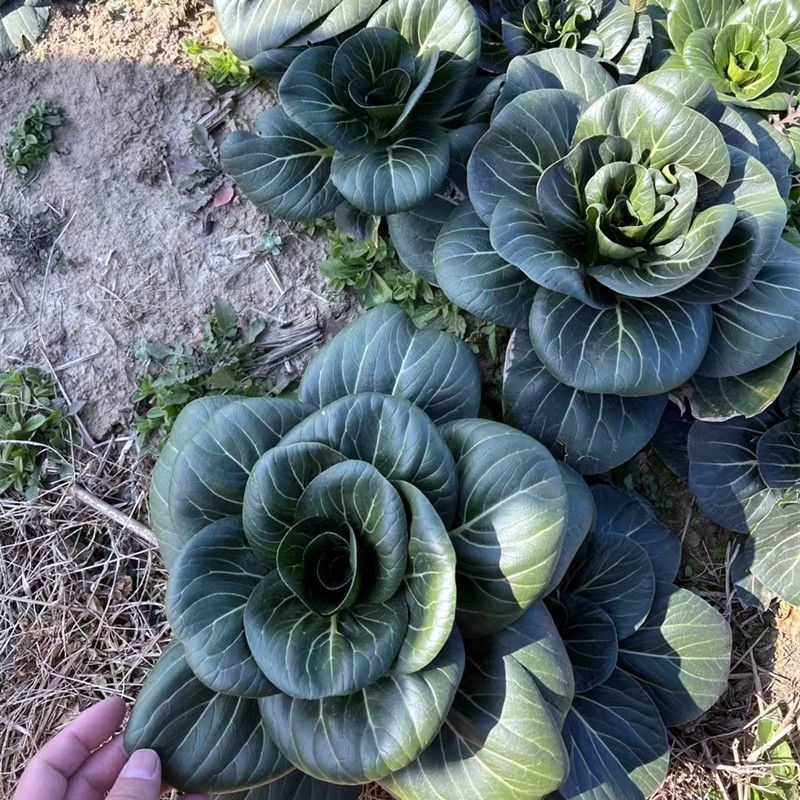 黑帅哥青菜种子杂交矮脚油亮黑叶青梗菜苏州青种籽农家秋季蔬