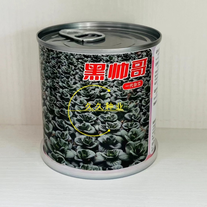 黑帅哥青菜种子杂交矮脚油亮黑叶青梗菜苏州青种籽农家秋季蔬