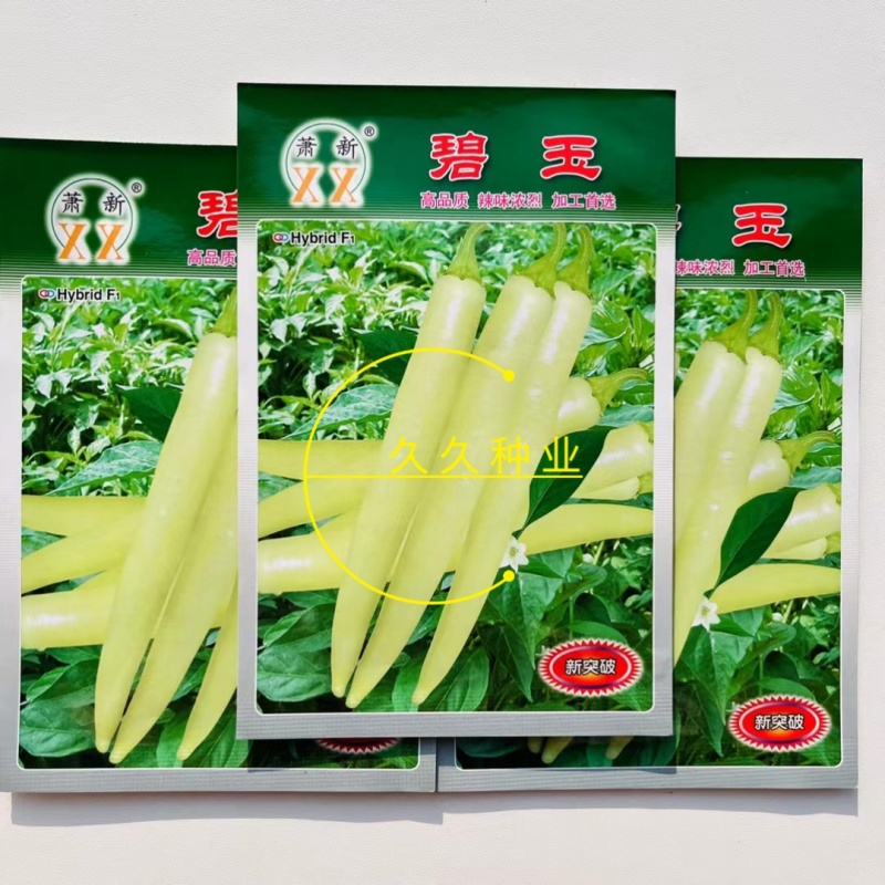 萧新碧玉辣椒种子籽早熟高产坐果能力强辣椒种子大田种植